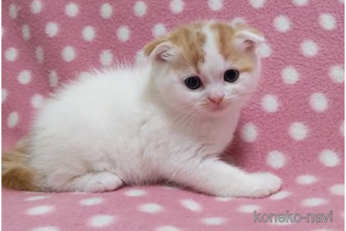 成約済の愛知県のスコティッシュフォールド(折れ耳)-86125の3枚目